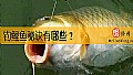 《钓鲤鱼秘诀有哪些？》封面图