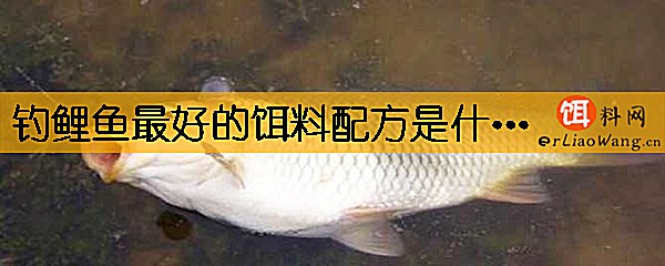 钓鲤鱼最好的饵料配方是什么