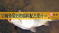 《钓鲤鱼最好的饵料配方是什么？》封面图