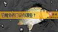 《钓鲤鱼的口诀有哪些？》封面图