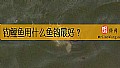 《钓鲤鱼用什么鱼钩最好？》封面图