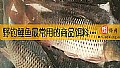 《野钓鲤鱼最常用的商品饵料有哪些？》封面图