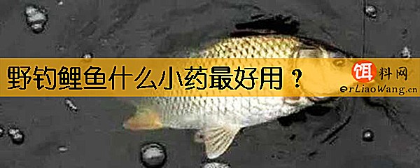 野钓鲤鱼什么小药最好用