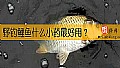 野钓鲤鱼什么小药最好用？