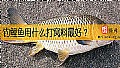 钓鲤鱼用什么打窝料最好？