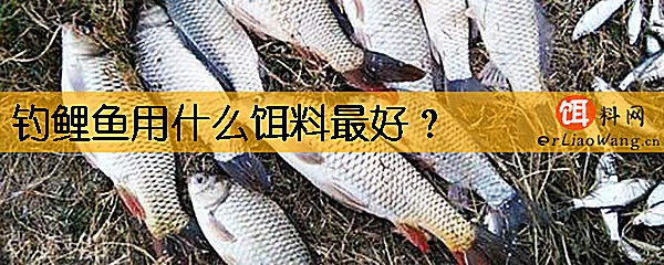 钓鲤鱼用什么饵料最好