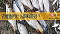钓鲤鱼用什么饵料最好？