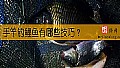 《手竿钓鲤鱼有哪些技巧？》封面图