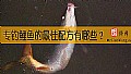 《专钓鲤鱼的最佳配方有哪些？》封面图