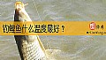 钓鲤鱼什么温度最好？