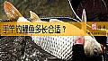 《手竿钓鲤鱼多长合适？》封面图