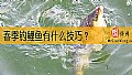 春季钓鲤鱼有什么技巧？