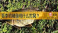 春季钓鲤鱼用什么打窝？