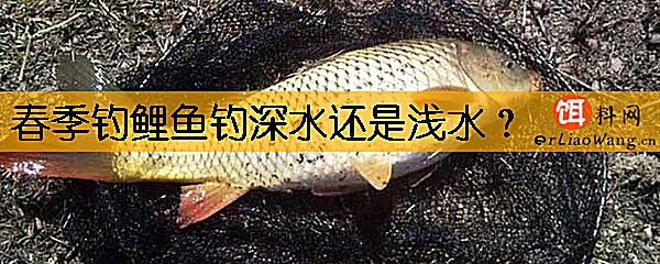 春季钓鲤鱼钓深水还是浅水