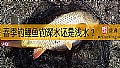 春季钓鲤鱼钓深水还是浅水？