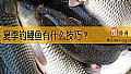 夏季钓鲤鱼有什么技巧？