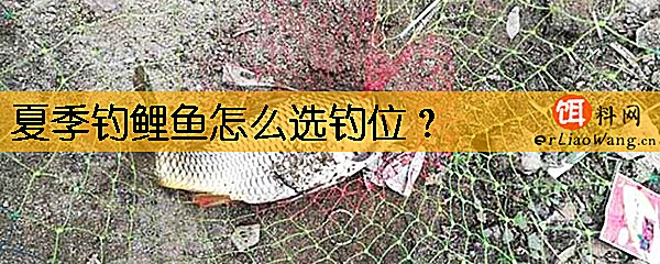 夏季钓鲤鱼怎么选钓位