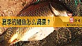 《夏季钓鲤鱼怎么调漂？》封面图