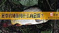 《夏季钓鲤鱼用什么商品饵？》封面图
