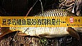 《夏季钓鲤鱼最好的饵料是什么？》封面图