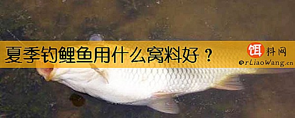 夏季钓鲤鱼用什么窝料好