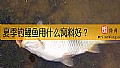 夏季钓鲤鱼用什么窝料好？