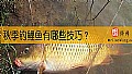秋季钓鲤鱼有哪些技巧？