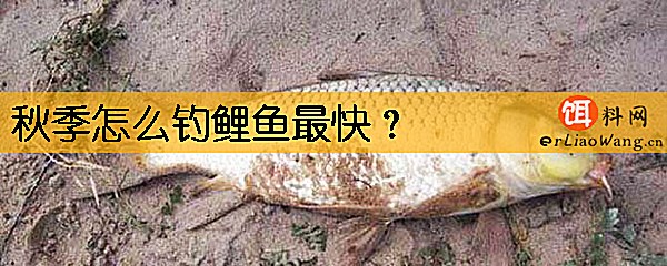 秋季怎么钓鲤鱼最快