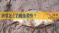 秋季怎么钓鲤鱼最快？