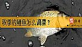 《秋季钓鲤鱼怎么调漂？》封面图