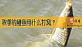 秋季钓鲤鱼用什么打窝?