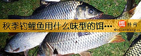 秋季钓鲤鱼用什么味型的饵料