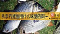 秋季钓鲤鱼用什么味型的饵料？