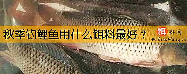 秋季钓鲤鱼用什么饵料最好