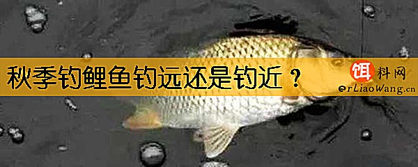 秋季钓鲤鱼钓远还是钓近