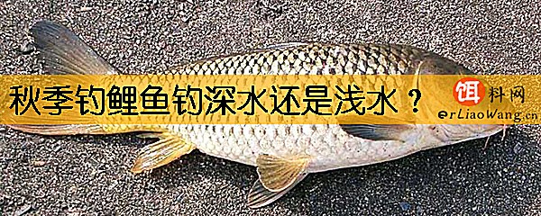 秋季钓鲤鱼钓深水还是浅水