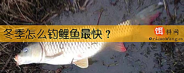 冬季怎么钓鲤鱼最快