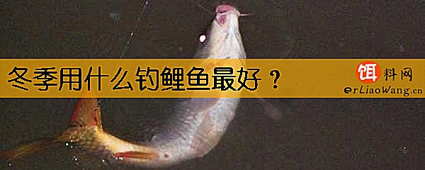 冬季用什么钓鲤鱼最好