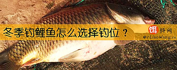 冬季钓鲤鱼怎么选择钓位