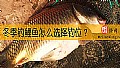 冬季钓鲤鱼怎么选择钓位？