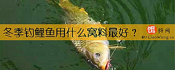 冬季钓鲤鱼用什么窝料最好