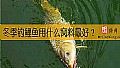 冬季钓鲤鱼用什么窝料最好？