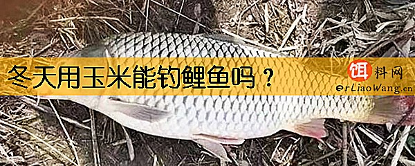 冬天用玉米能钓鲤鱼吗