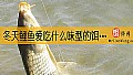 《冬天鲤鱼爱吃什么味型的饵料？》封面图