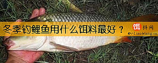 冬季钓鲤鱼用什么饵料最好