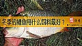 《冬季钓鲤鱼用什么饵料最好？》封面图