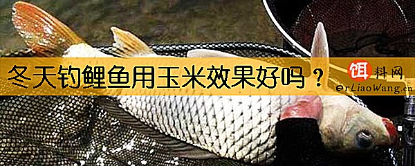 冬天钓鲤鱼用玉米效果好吗