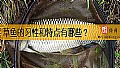 草鱼的习性和特点有哪些？
