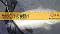 草鱼吃什么食物？