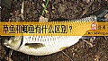 《草鱼和鲫鱼有什么区别？》封面图